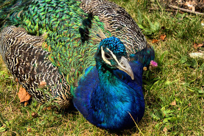 High angle view of peacock