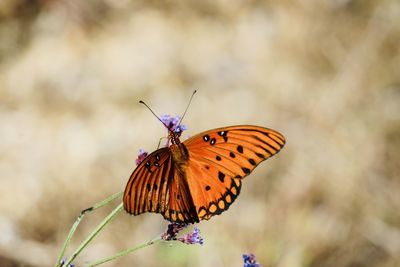 Butterfly on flower