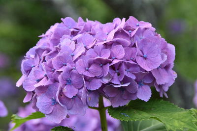 Close-up of purple hydrangea flowers