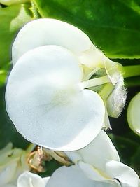 Close-up of white flowers