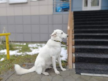 White dog sitting on staircase