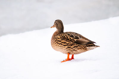 Bird on a snow