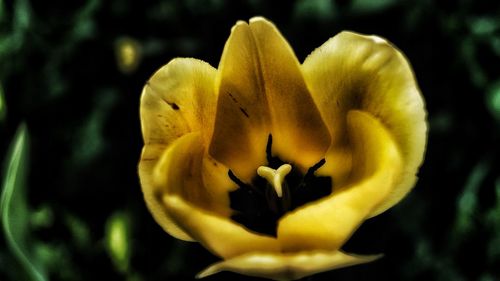 Close-up of yellow flowering plant