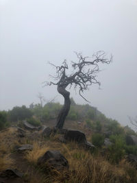 Bare tree on field against sky