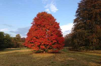 Trees growing on grassy field against sky