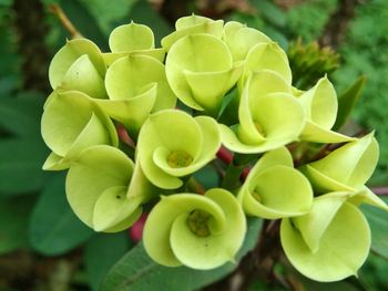 Close-up of succulent plant