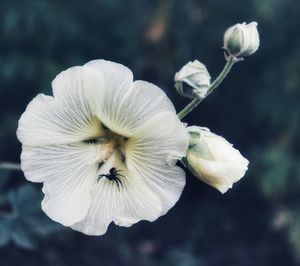 Close-up of white flowering plant