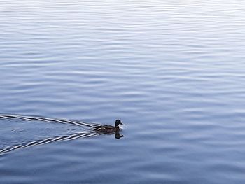 High angle view of bird swimming in lake