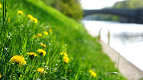 Close-up of grass growing in water