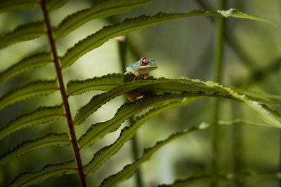 Small tree frog sitting on a fern leaf 