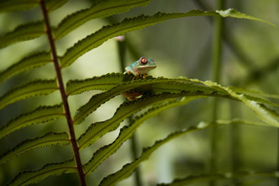 Close-up of insect on plant