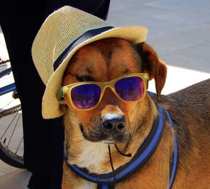 Portrait of a dog wearing sunglasses