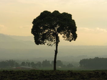 Tree on field against sky during foggy weather