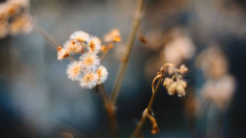 Close-up of flowering plant