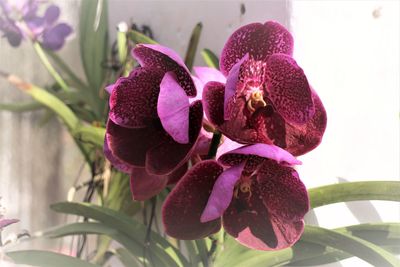 Close-up of pink orchid blooming outdoors