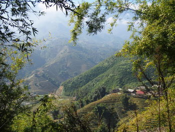 High angle view of trees on landscape