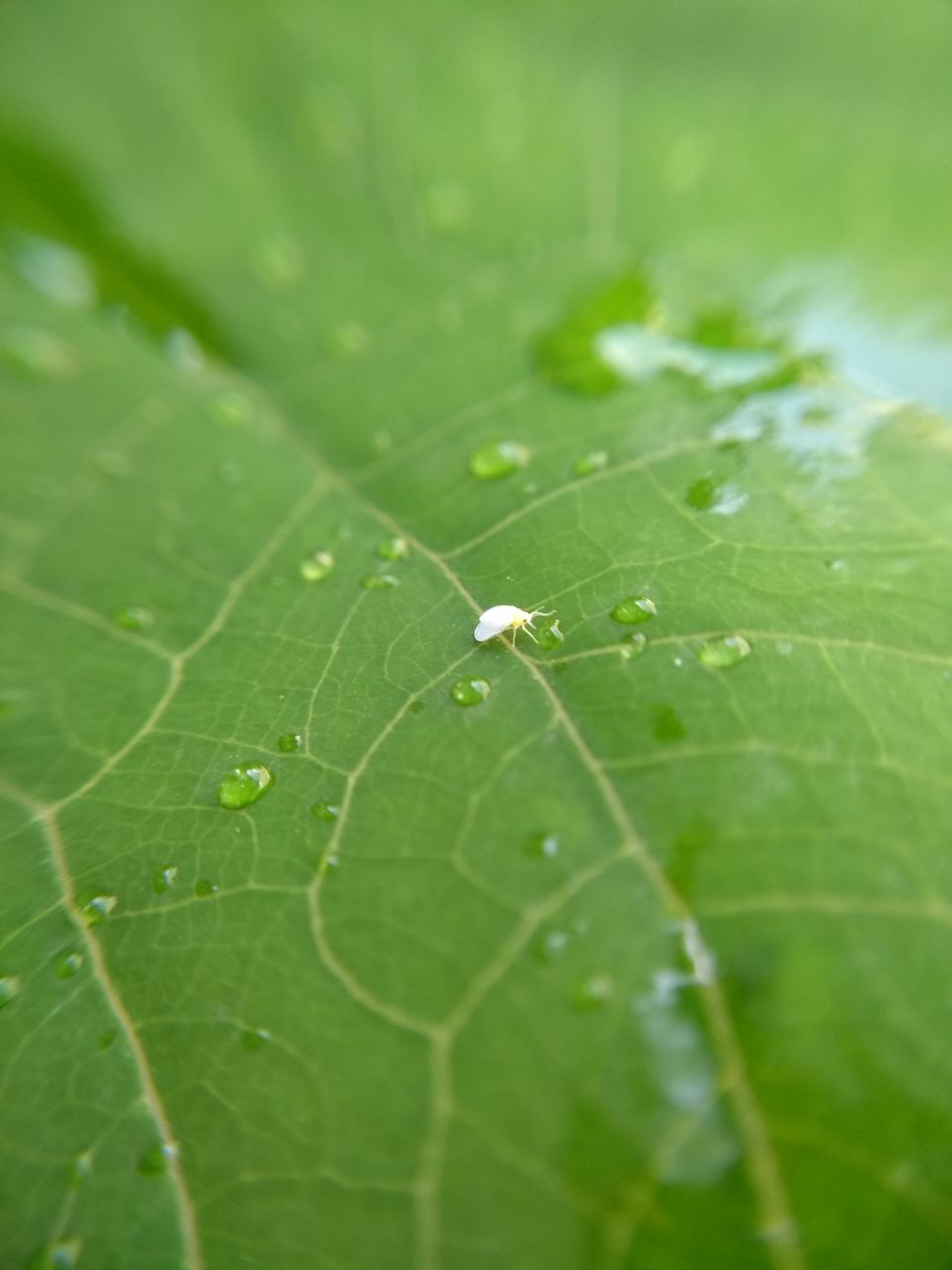 green color, leaf, plant part, plant, nature, close-up, beauty in nature, growth, leaf vein, fragility, no people, vulnerability, day, drop, selective focus, water, outdoors, freshness, wet, leaves, dew
