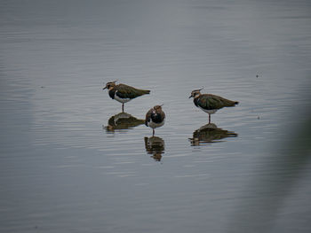 High angle view of birds in lake