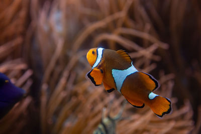 Close-up of fish swimming in sea