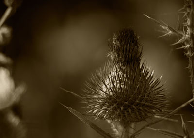 Close-up of wilted plant
