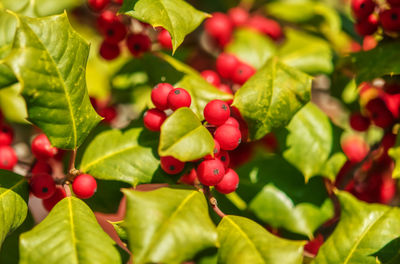 Close-up of red berries growing on plant