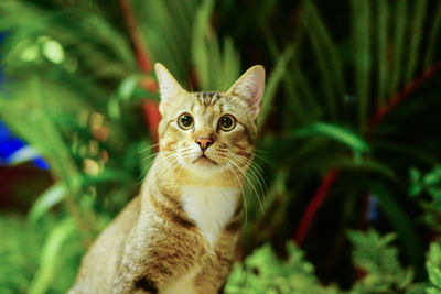 Close-up portrait of a cat