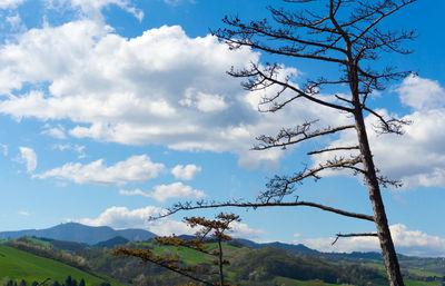 Low angle view of tree against sky