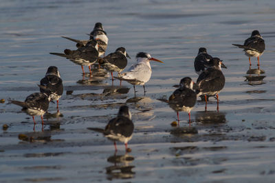 Flock of seagulls on beach