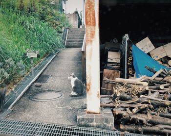 Cat looking up