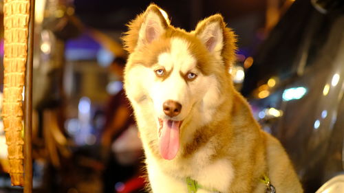 Close-up portrait of a dog