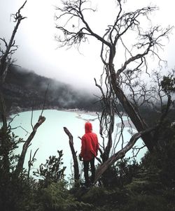 Rear view of man standing by tree in forest against sky