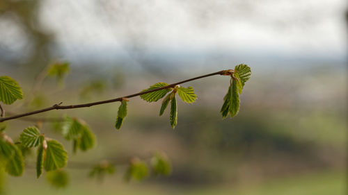 Close-up of flowering plant against blurred background