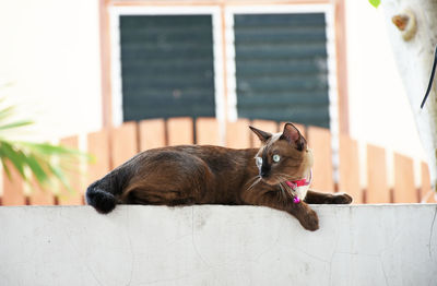 Brown thai cat on a concrete fence