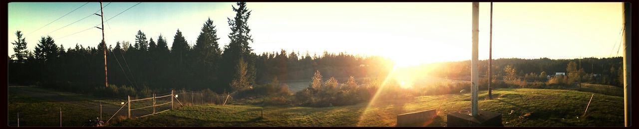 Sun shining through trees on field