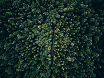 Full frame shot of plants