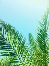 Low angle view of palm tree against clear sky