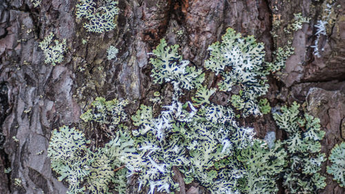 Full frame shot of tree trunk
