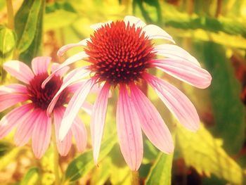 Close-up of pink flower