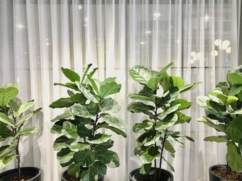 Potted plants in greenhouse