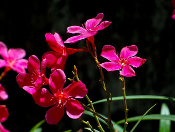 Close-up of pink flowers