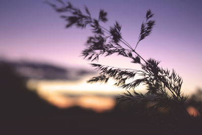 Close-up of silhouette plant against sunset sky