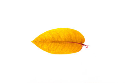 Close-up of yellow leaves against white background