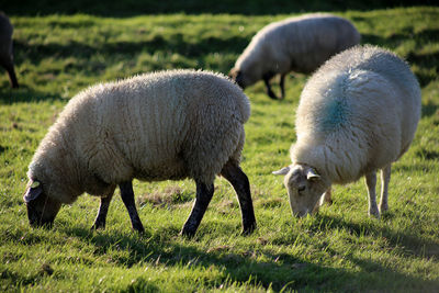 Sheep grazing on field