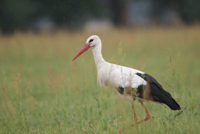 Side view of a bird on field