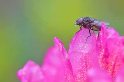 Close-up of insect on pink flower