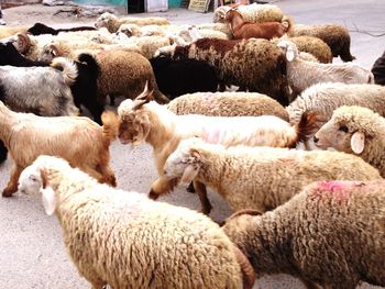 Sheep on farm