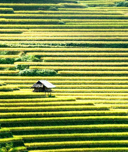 Scenic view of agricultural field