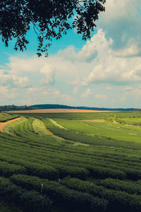 Scenic view of agricultural field against sky