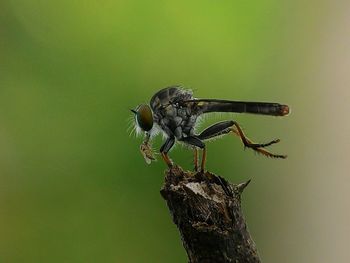 Close-up of robber fly hunting insect on stick