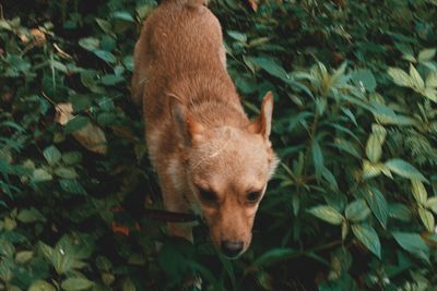 Close-up of dog on field